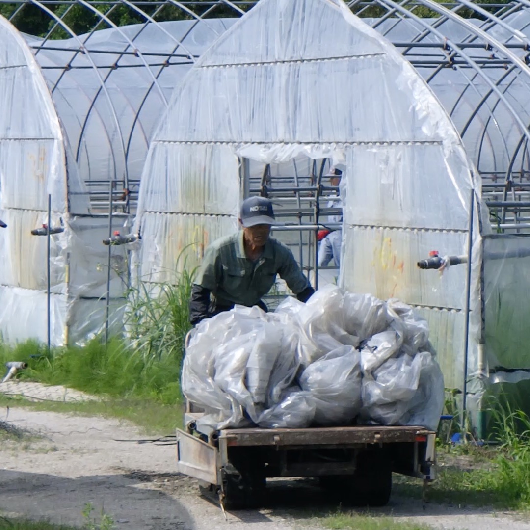 農村かさぎ　　育苗用ハウスのビニール撤去。　今年は苗も順調でかなりの枚数を処分し、贅沢な悩みとなりました。　今日で梅雨明け模様。　ビニール撤去も順調に終了しました。　　　　　　　　　　　　　　　　　#pentax#農家ときどき写真家#農村 #農村かさぎ #写真家#田舎の風景#農業 #農家#集落営農 #笠木営農組合 #だんだん