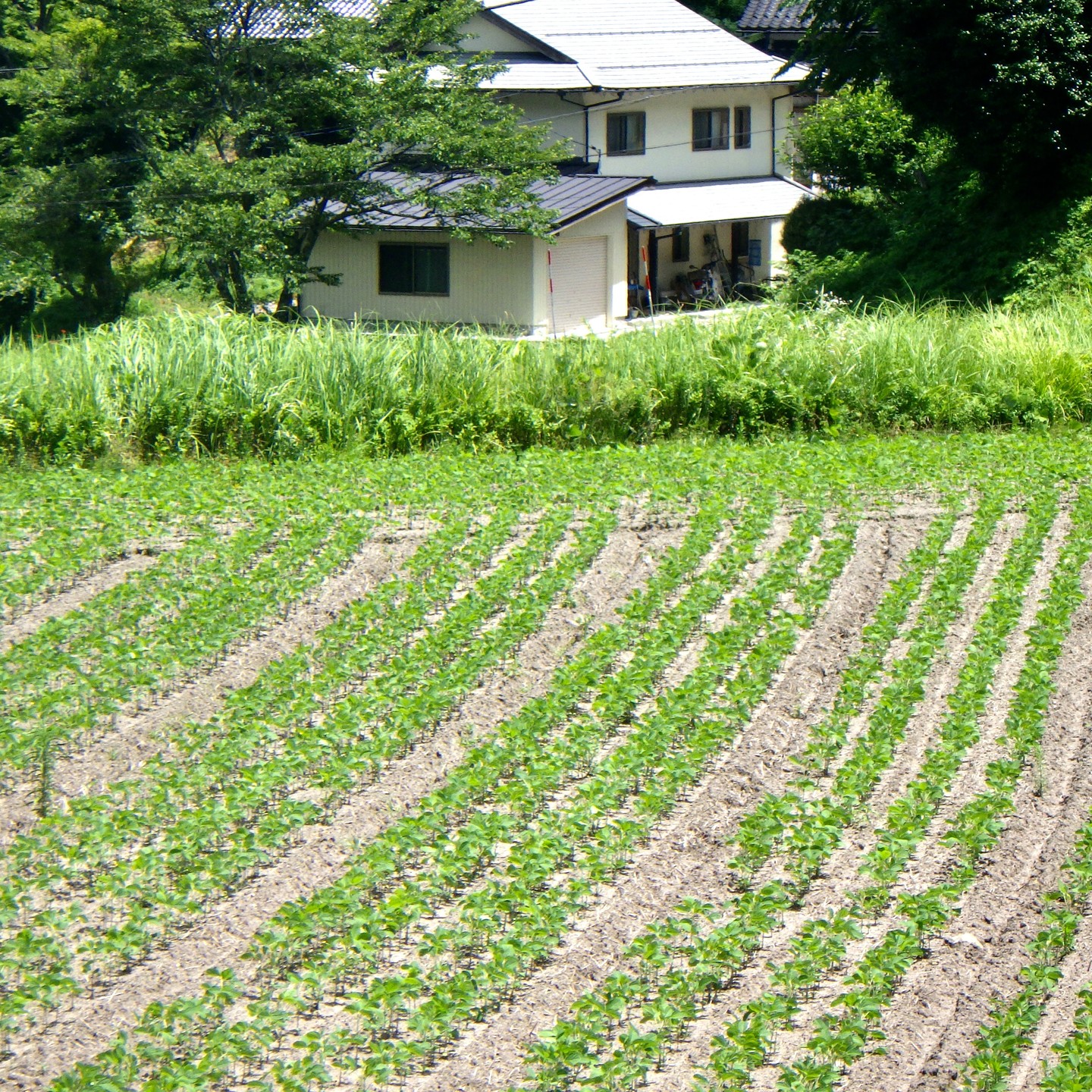 農村かさぎ　　新規の大豆作付け圃場。作業が遅れたので時期に比して小さいですが、久々に見る本来の大豆の姿です。気持ち良いですよ。　　　　　　　　　　　　　　　　今年は２ha新規圃場があります。　　　　　#pentax#農家ときどき写真家#農村 #農村かさぎ #写真家#田舎の風景#農業 #農家#集落営農 #笠木営農組合 #だんだん
