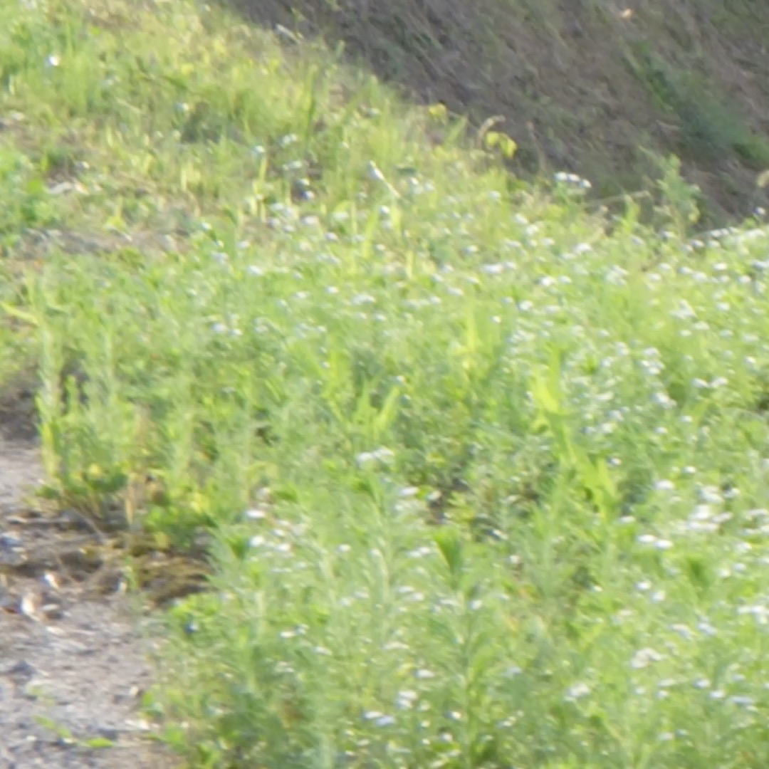 農村かさぎ　　忍び寄る秋。　毎日、暑くて暑くて・・・空は夏でも秋の気配、トンボの数が日に日に増えます。　　　　　　　　　#pentax#農家ときどき写真家#農村 #農村かさぎ #写真家#田舎の風景#農業 #農家#集落営農 #笠木営農組合 #だんだん