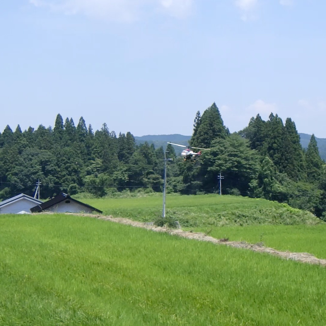 農村かさぎ　　水不足が深刻化。　今日もラジコンヘリでの混合剤散布です。　　　　　ただ、中干し後に水不足で土が白く乾いてる部分も出来てきました。　　　　　　　　　日野川の水も減っていますが、源流部も水不足が深刻化しつつあります。　　　　　　　#pentax#農家ときどき写真家#農村 #農村かさぎ #写真家#田舎の風景#農業 #農家#集落営農 #笠木営農組合 #だんだん