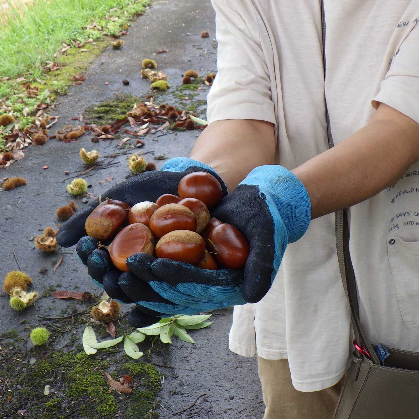 ＃農村かさぎ　昨夜からの豪雨による被害確認に圃場を一巡しました。幸い決定的なダメージを受けた圃場は少ないです。　　　　　家内の栗拾いに付き合いました。　１チームは休み返上で籾摺り作業をやっています。　#pentax#農家ときどき写真家#農村 #農村かさぎ #写真家#田舎の風景#農業 #農家#集落営農 #笠木営農組合 #だんだん