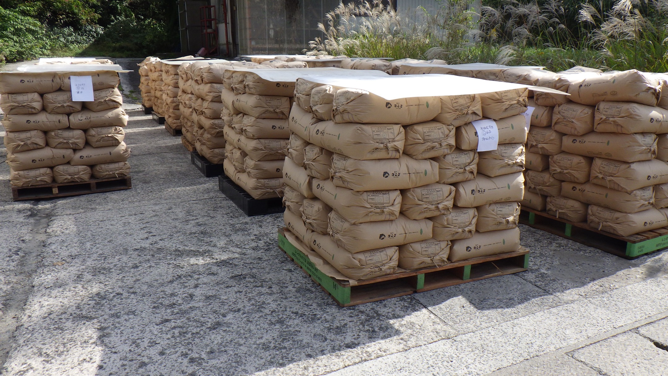 農村かさぎ　　きぬむすめ格付検査。　心配した高温障害もなんとかクリア、全量１等で推移しています。　検査後は出荷先別に配列。　　　　　　　　　　　　　　　　　　#pentax#農家ときどき写真家#農村 #農村かさぎ #写真家#田舎の風景#農業 #農家#集落営農 #笠木営農組合 #だんだん