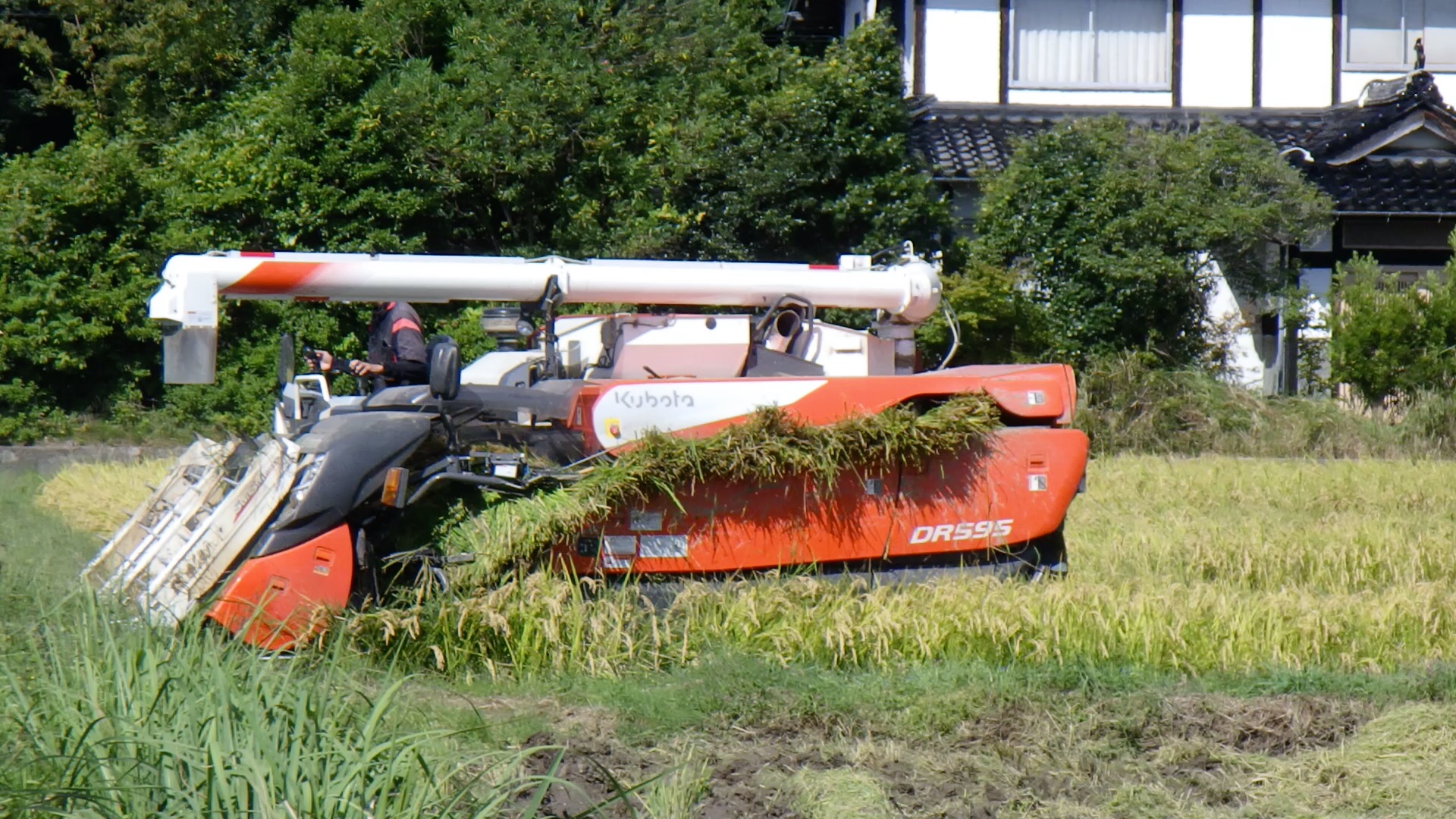 農村かさぎ　　米子の稲刈り　品種　きぬむすめ　高温障害を気にしながらの収穫作業。やはり白濁米は多いが色選で対応可能な程度である。　刈取りしたものは全量を笠木まで持ち帰って乾燥調製します。　　　　　　　#pentax#農家ときどき写真家#農村 #農村かさぎ #写真家#田舎の風景#農業 #農家#集落営農 #笠木営農組合 #だんだん