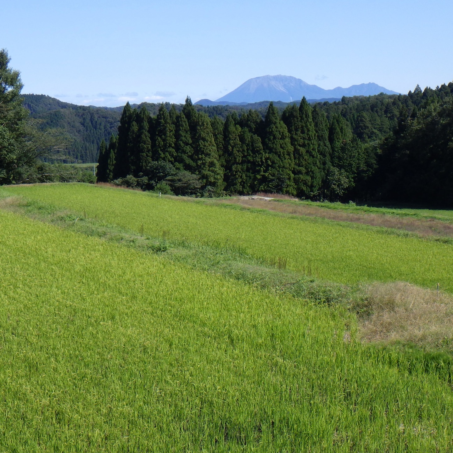 農村かさぎ　　稲刈りが終わった途端にこの好天。　雨の合間を縫って作業したことが嘘みたいです。　お天道様には及びません。#pentax#農家ときどき写真家#農村 #農村かさぎ #写真家#田舎の風景#農業 #農家#集落営農 #笠木営農組合 #だんだん