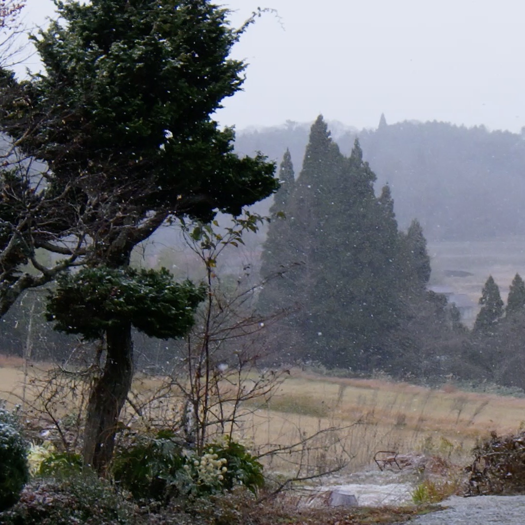 農村かさぎ　　降りました、積もりました。僅かですが３日、日中に積もりました。　　気温が16時でマイナス2℃。　寒かった！！#pentax#農家ときどき写真家#農村 #農村かさぎ #写真家#田舎の風景#農業 #農家#集落営農 #笠木営農組合 #だんだん