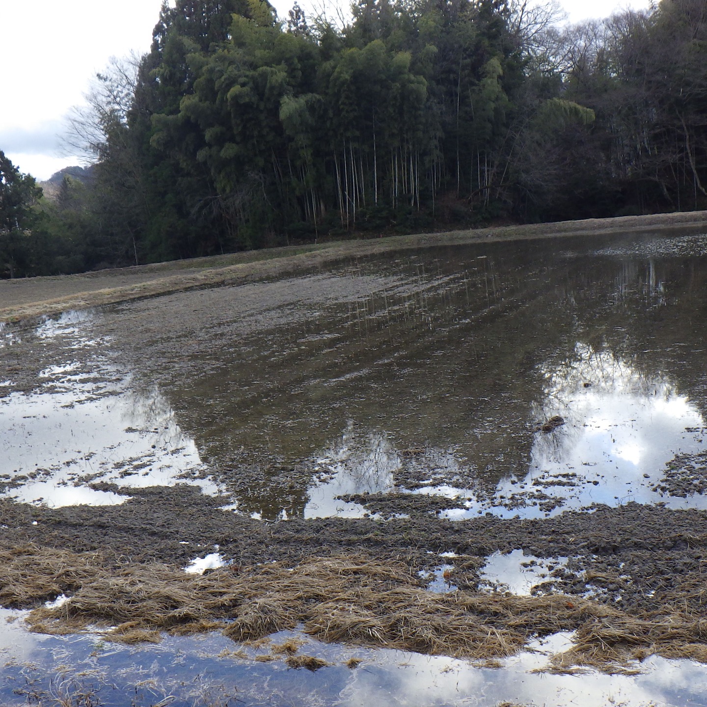 農村かさぎ　　秋の代掻き　水利の悪い圃場で大豆栽培をしていましたが、長期の連作と、ヤブツルアズキ　帰化アサガオと蔓性の難雑草の宝庫となってしまいました。　　　他の圃場に水のいらない時期を狙って耕運代掻きで連作障害回避を試みます。　　　　　#pentax#農家ときどき写真家#農村 #農村かさぎ #写真家#田舎の風景#農業 #農家#集落営農 #笠木営農組合 #だんだん